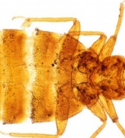 bedbug_transparent